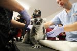 Lemur Julian przeszedł operację we Wrocławiu [ZDJĘCIA], 